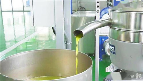 科技创新赋能油橄榄产业链 地中海特产成鄂西山区致富果